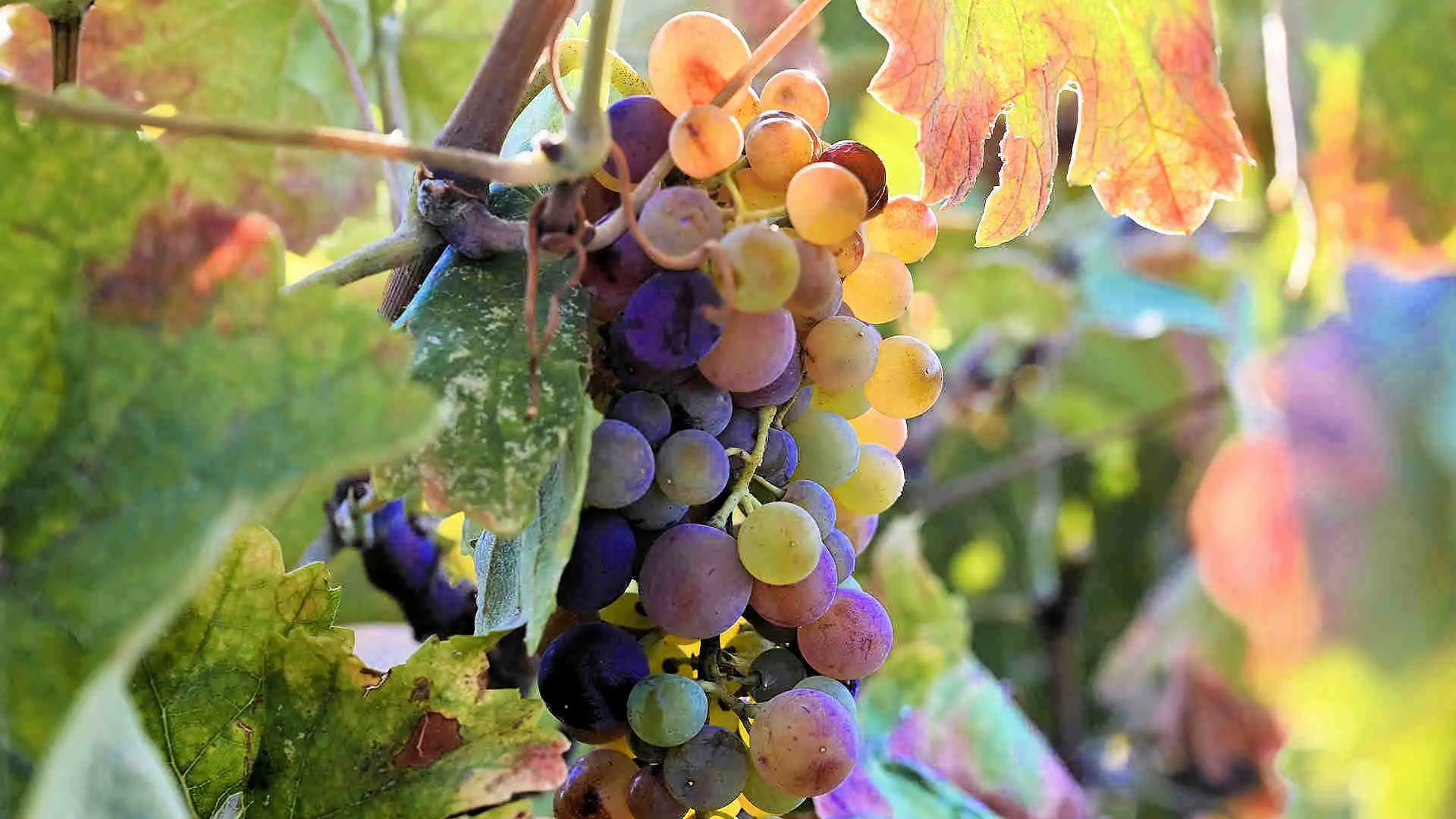 DOUVRODAKIS - 073_PerfectlyClear WINERY HOUSE - photo 3