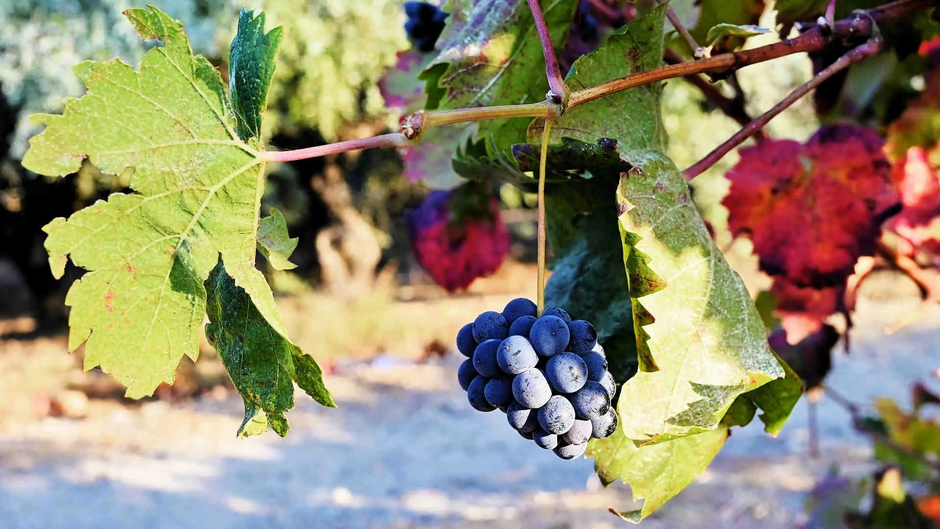 DOUVRODAKIS - 074_PerfectlyClear WINERY HOUSE - photo 4