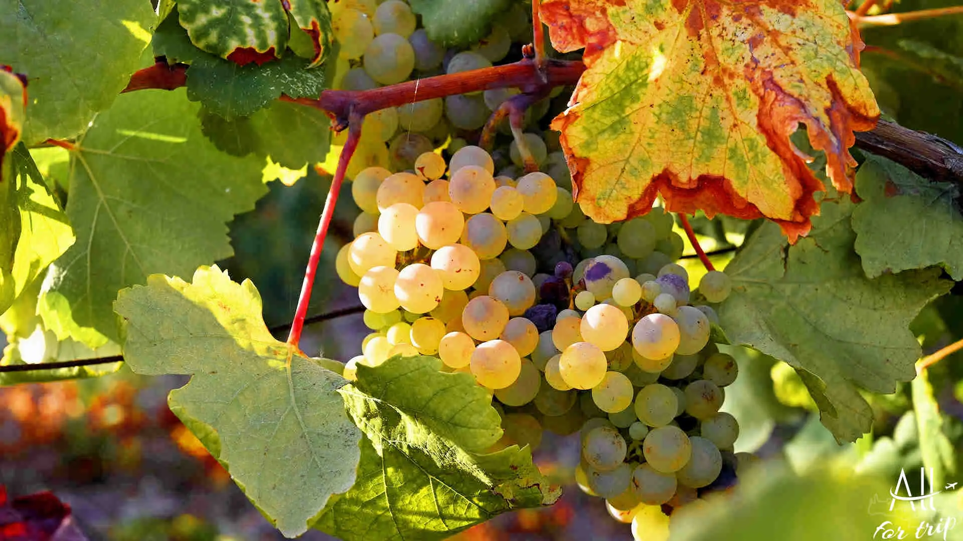 DOUVRODAKIS - 076_PerfectlyClear WINERY HOUSE - photo 5