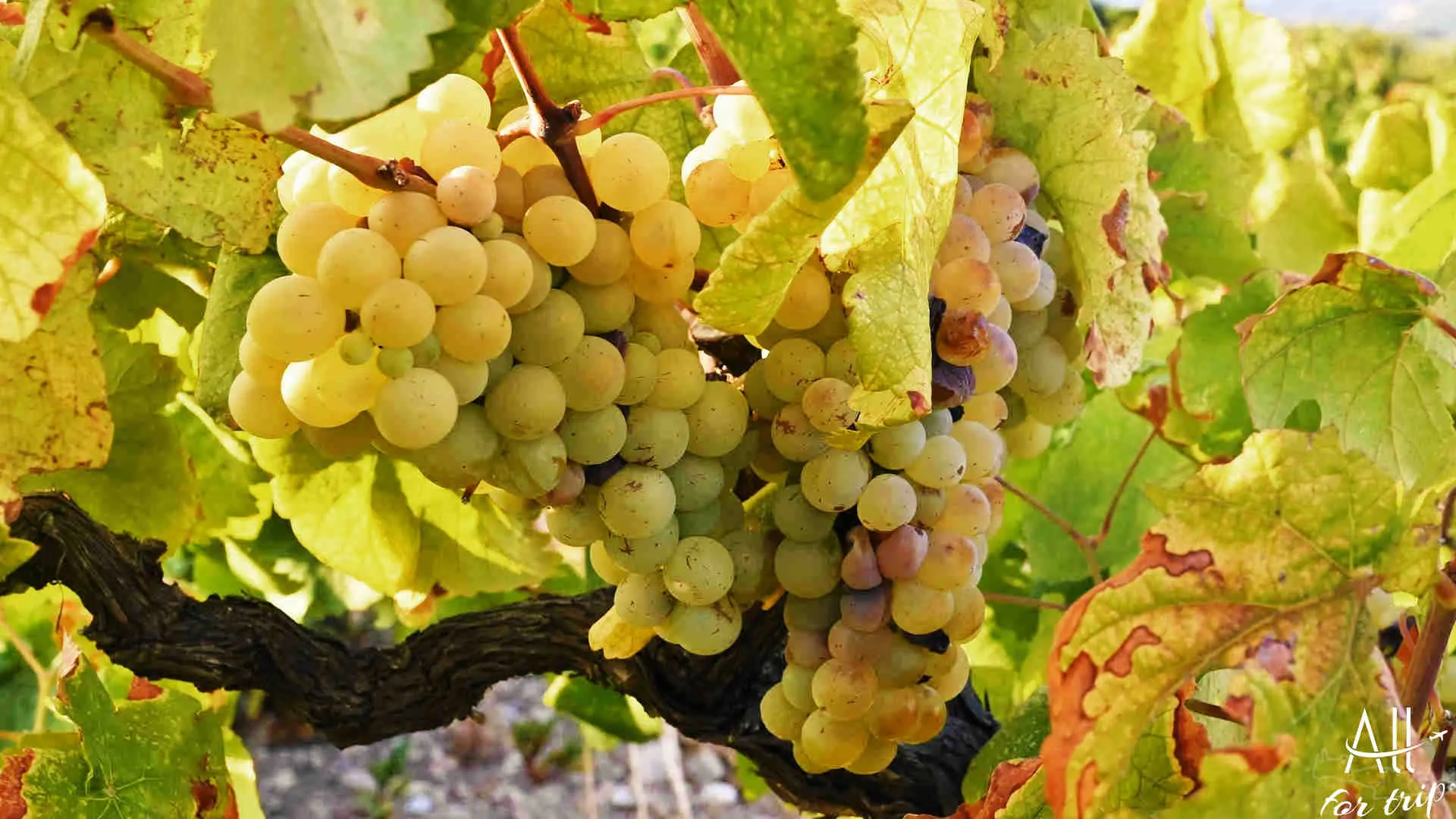 DOUVRODAKIS - 077_PerfectlyClear WINERY HOUSE - photo 6