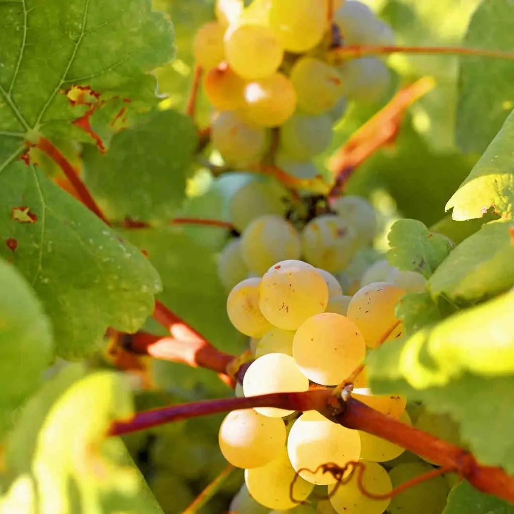DOUVRODAKIS - 078_PerfectlyClear WINERY HOUSE - photo 7
