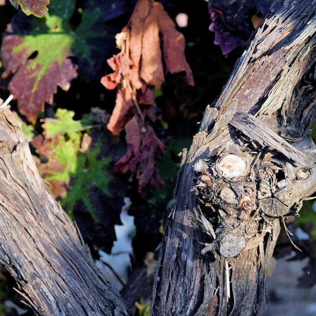 DOUVRODAKIS - 079_PerfectlyClear WINERY HOUSE - photo 8