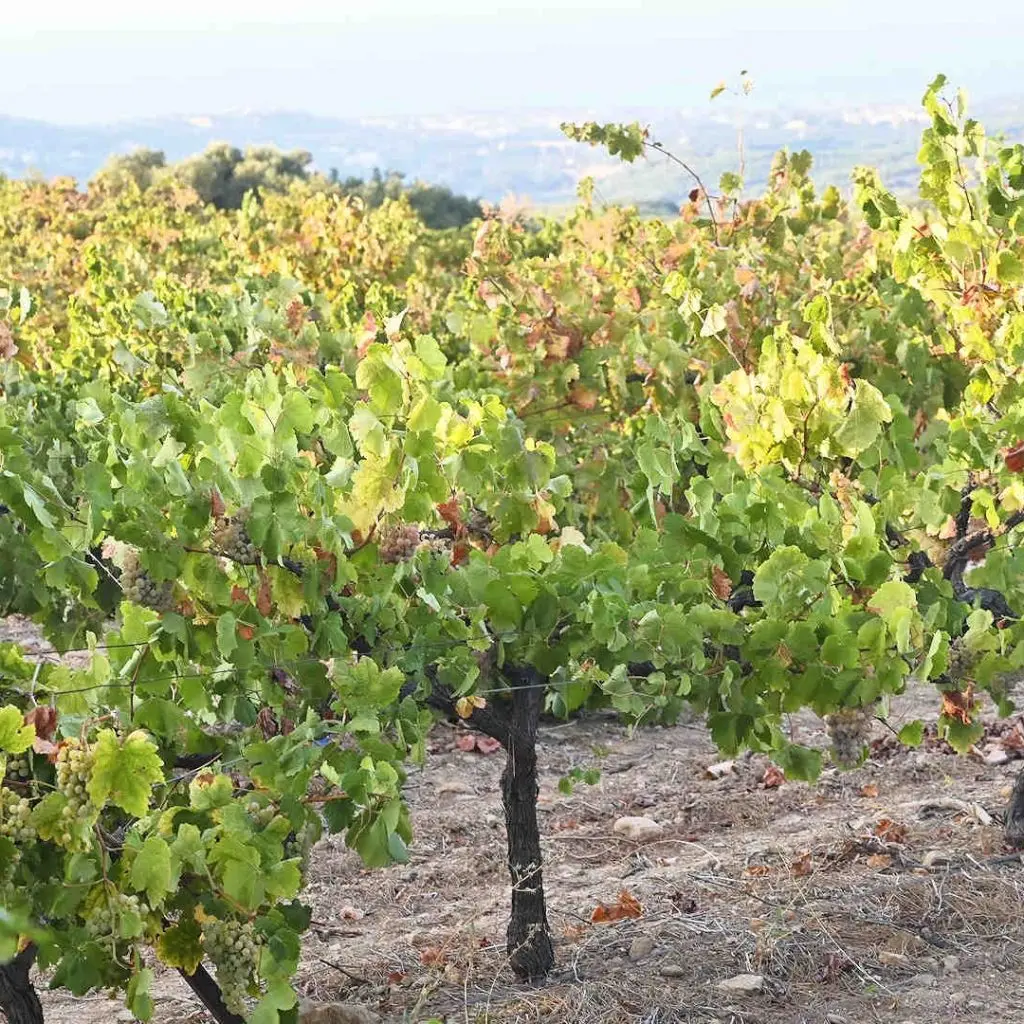 DOUVRODAKIS - 080_PerfectlyClear WINERY HOUSE - photo 9