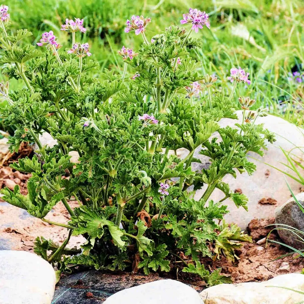 Frosini`s Garden - photo 6
