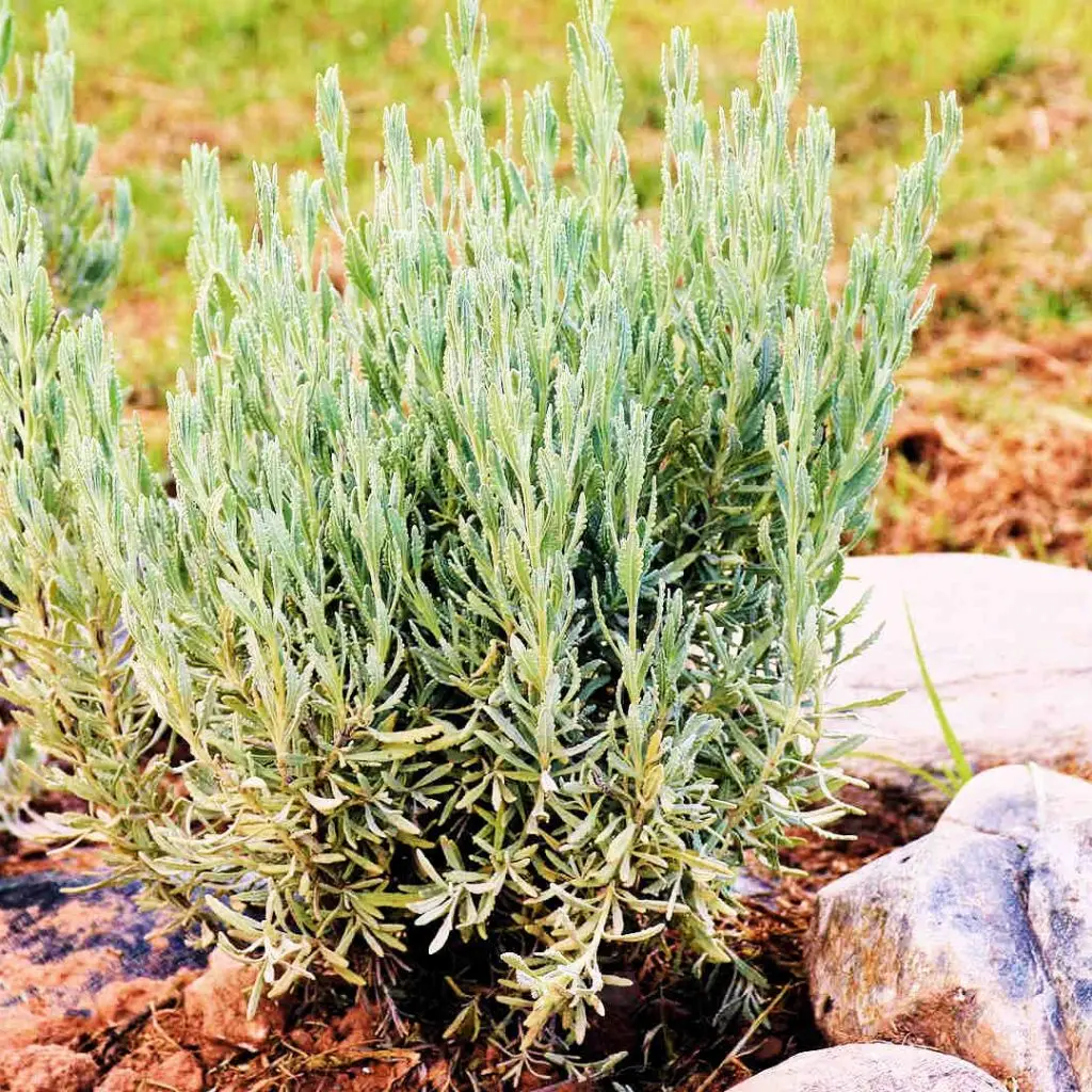 Frosini`s Garden - photo 7