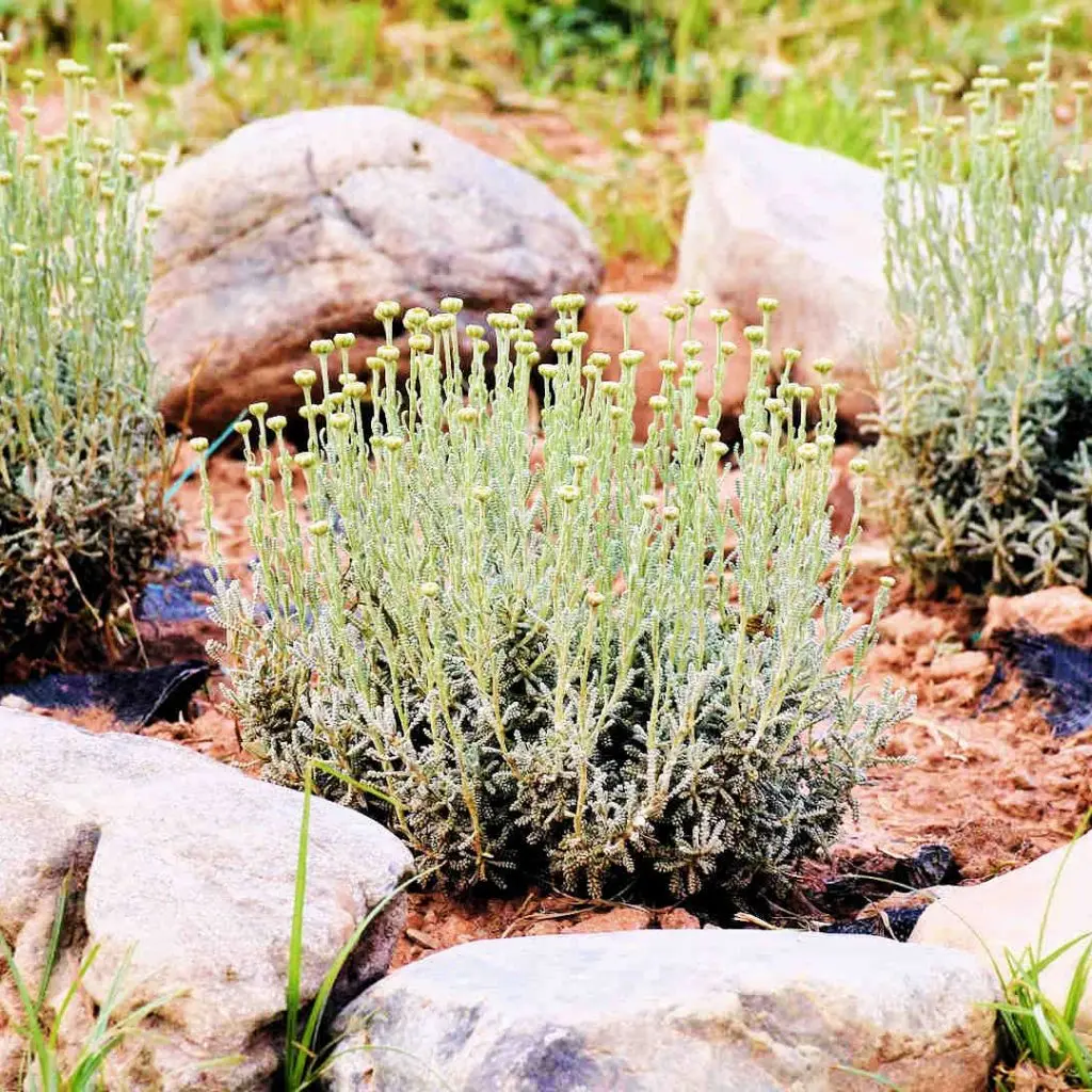 Frosini`s Garden - photo 11