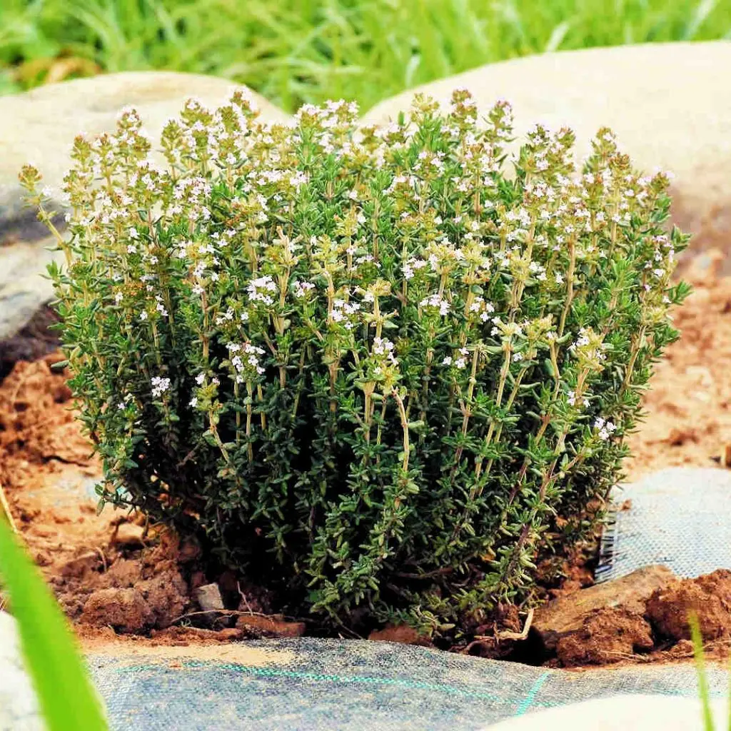 Frosini`s Garden - photo 14