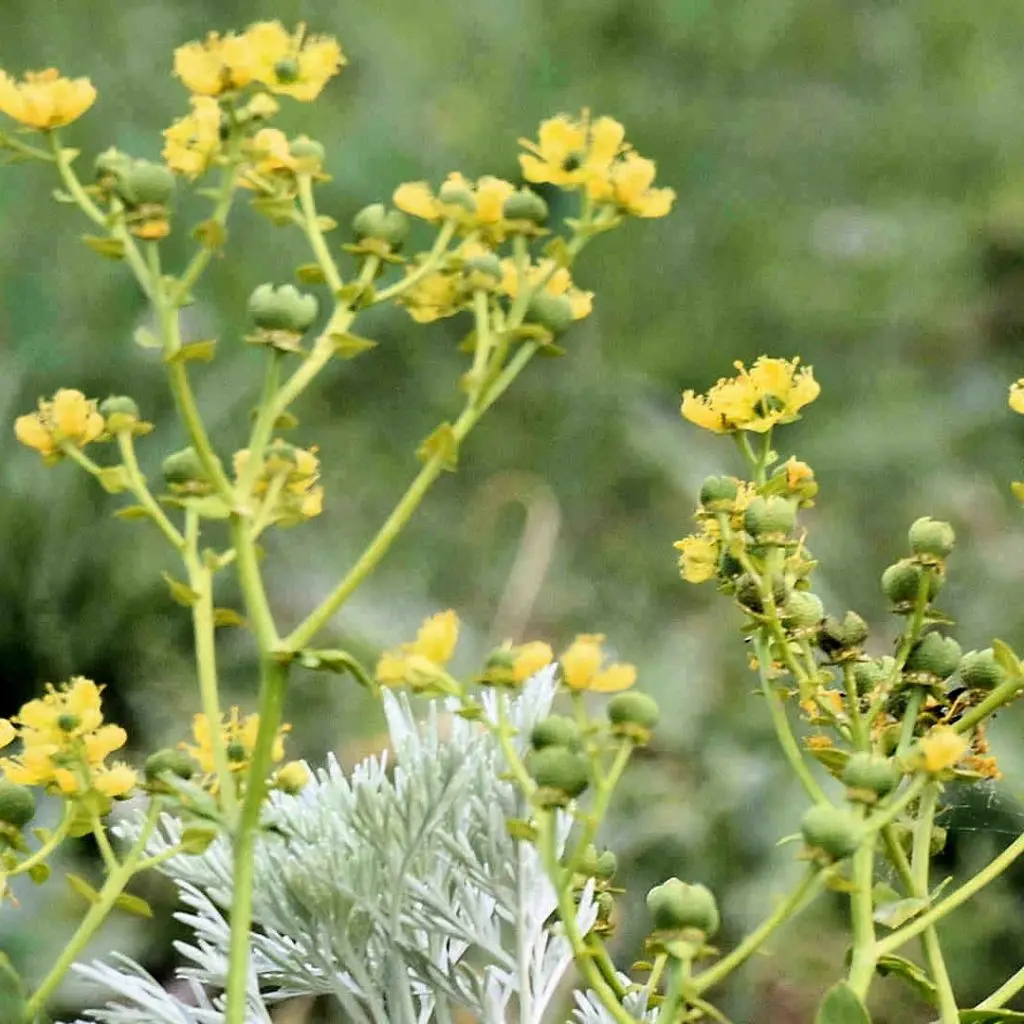 Frosini`s Garden - photo 9