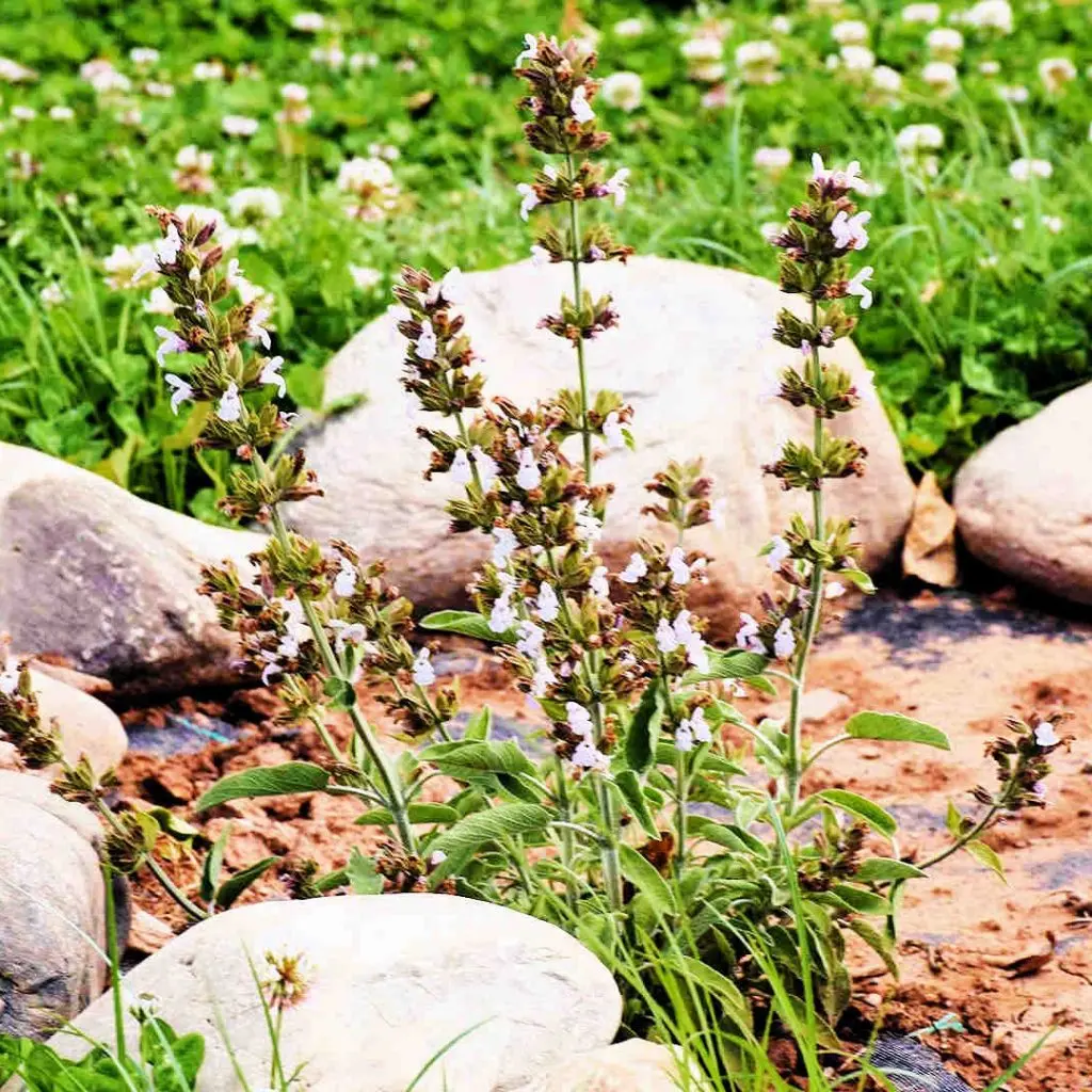 Frosini`s Garden - photo 16
