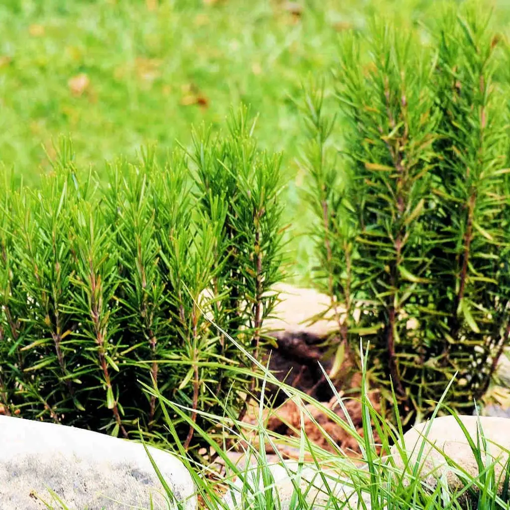 Frosini`s Garden - photo 17