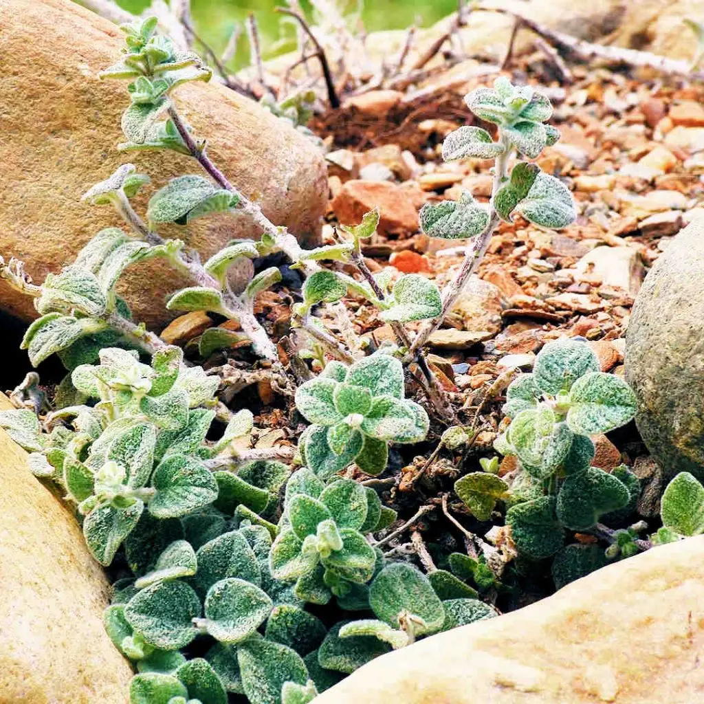 Frosini`s Garden - photo 18