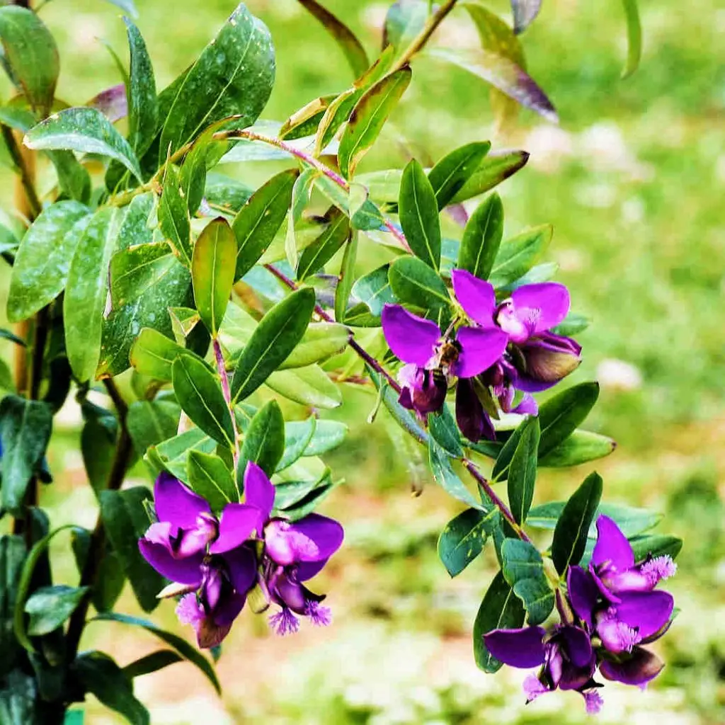 Frosini`s Garden - photo 19