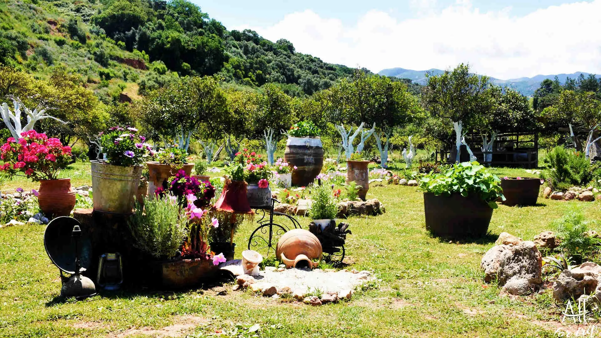 Frosini`s Garden - photo 31