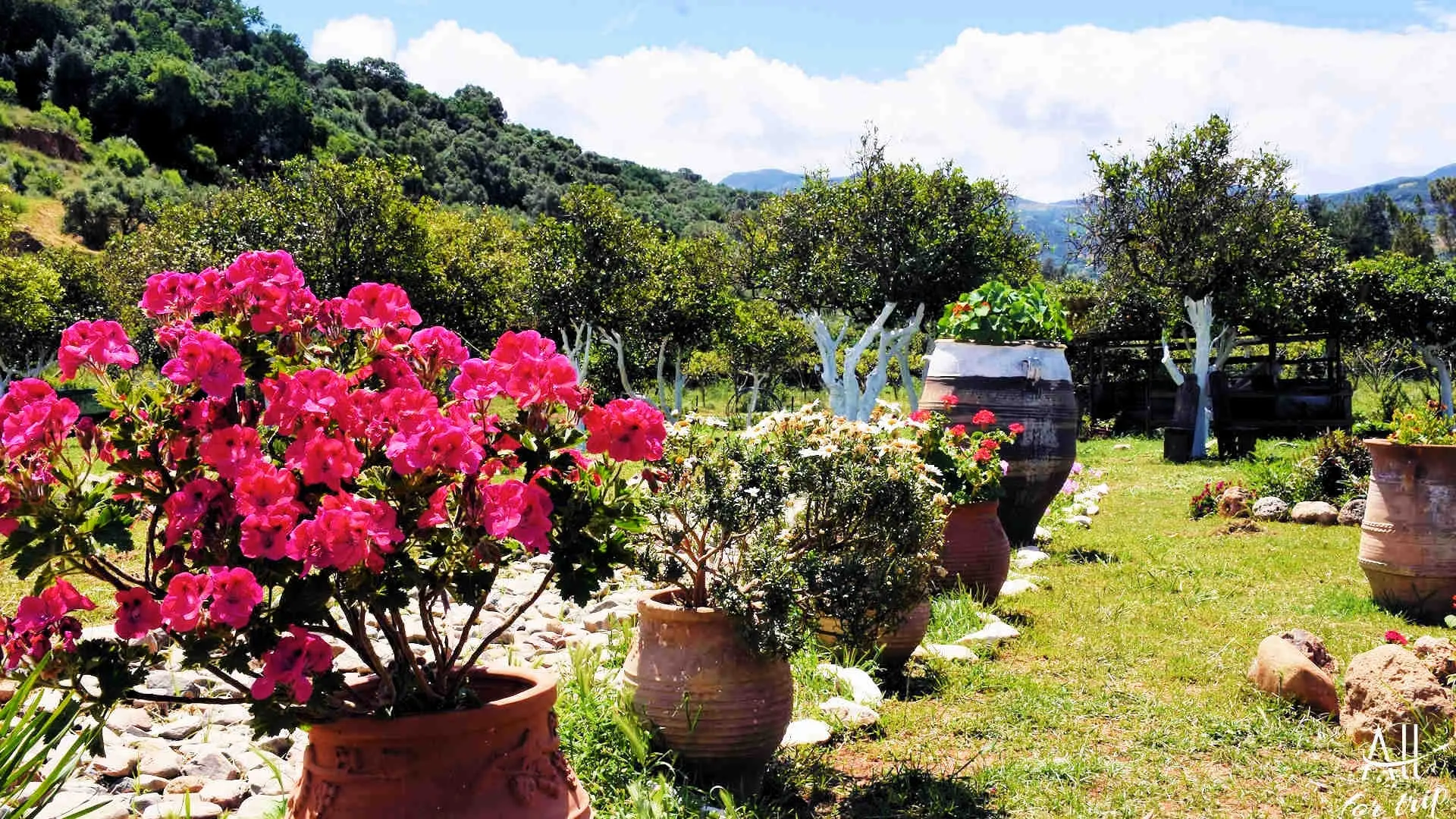 Frosini`s Garden - photo 33