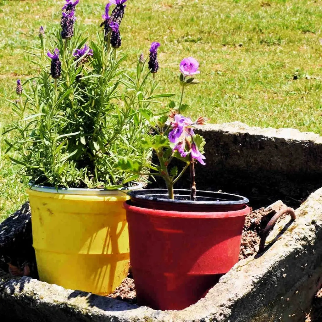 Frosini`s Garden - photo 38