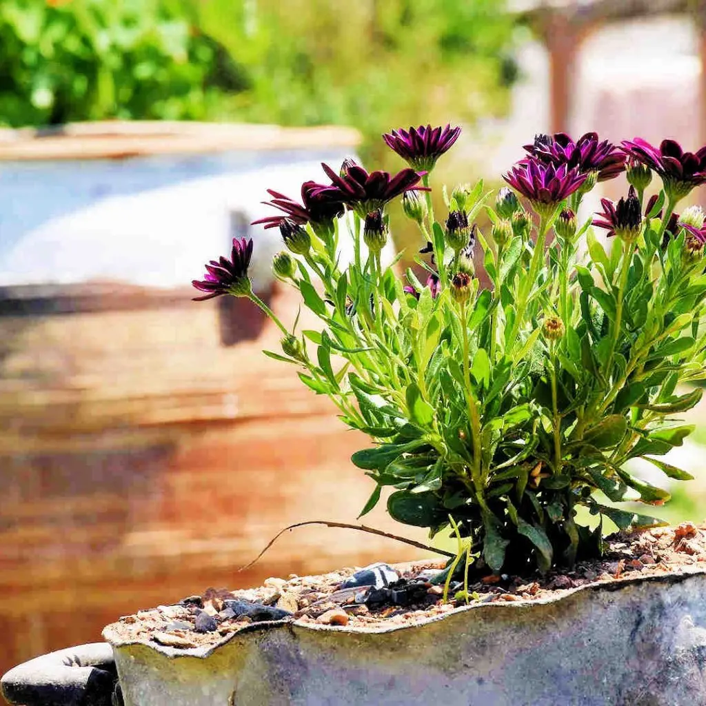 Frosini`s Garden - photo 39