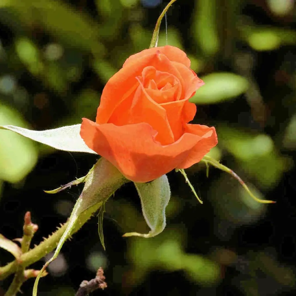 Frosini`s Garden - photo 42