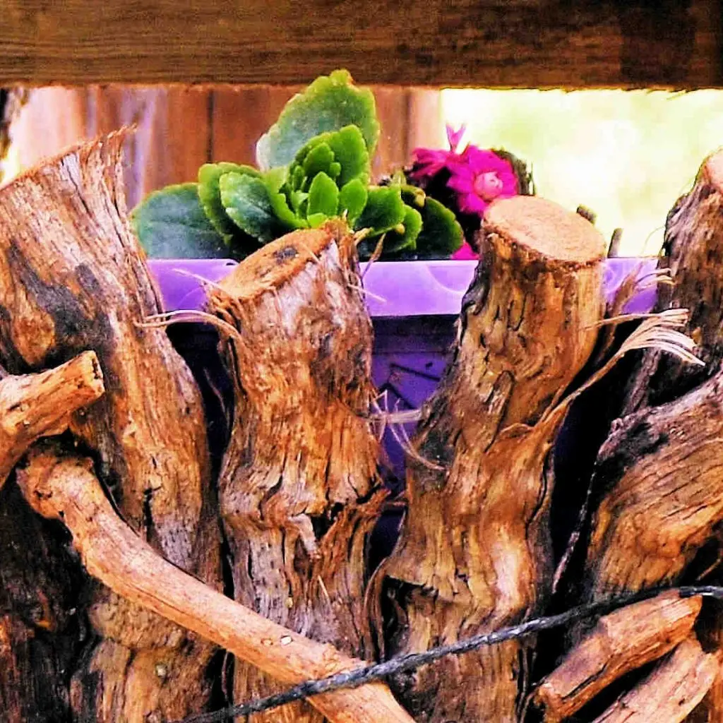 Frosini`s Garden - photo 44