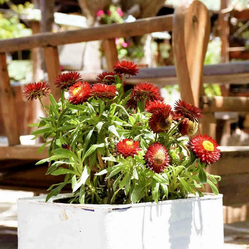 Frosini`s Garden - photo 45