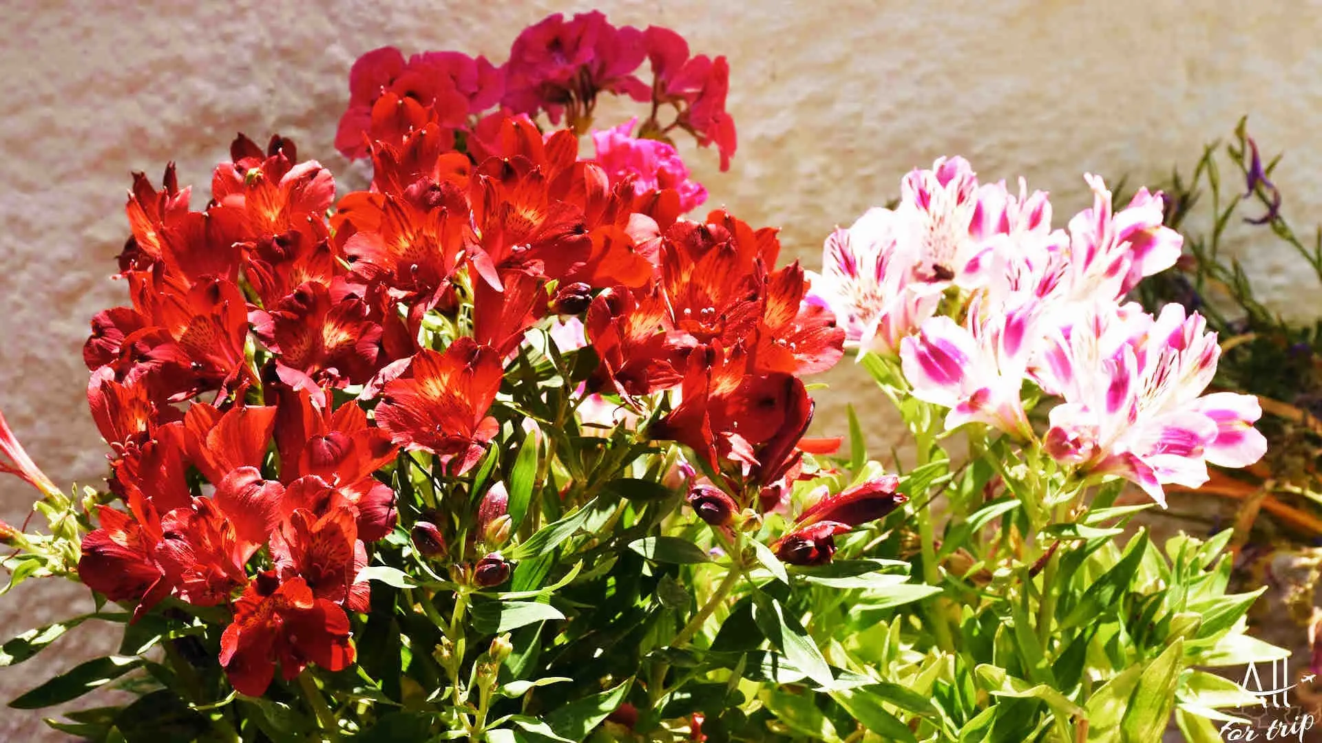 Frosini`s Garden - photo 47