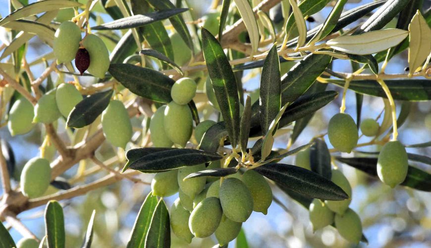 Olive Tree Apartments