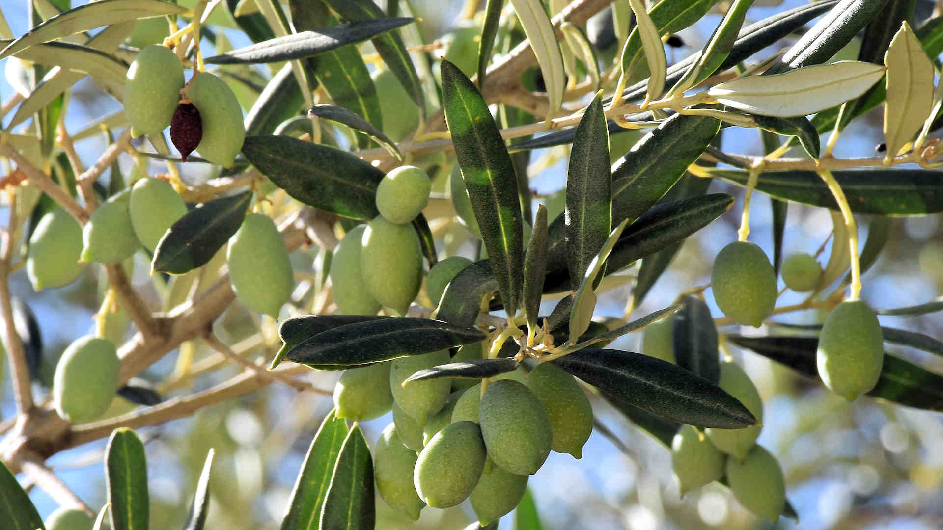 Olive Tree Apartments