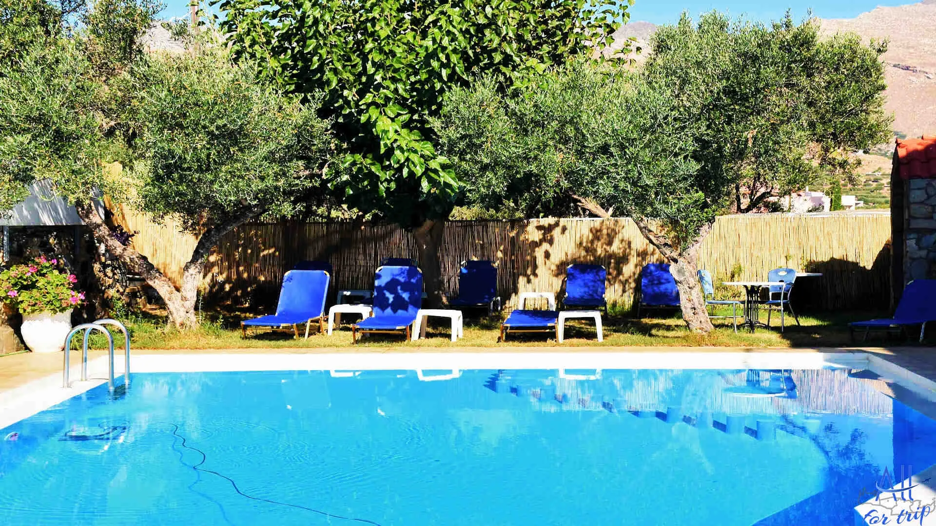 Olive Tree Apartments - photo 20