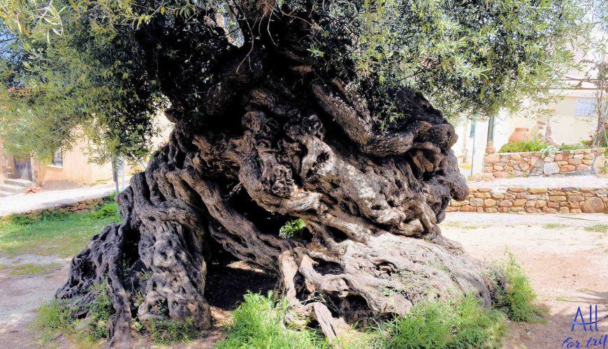 Ancient Olive Tree & Museum