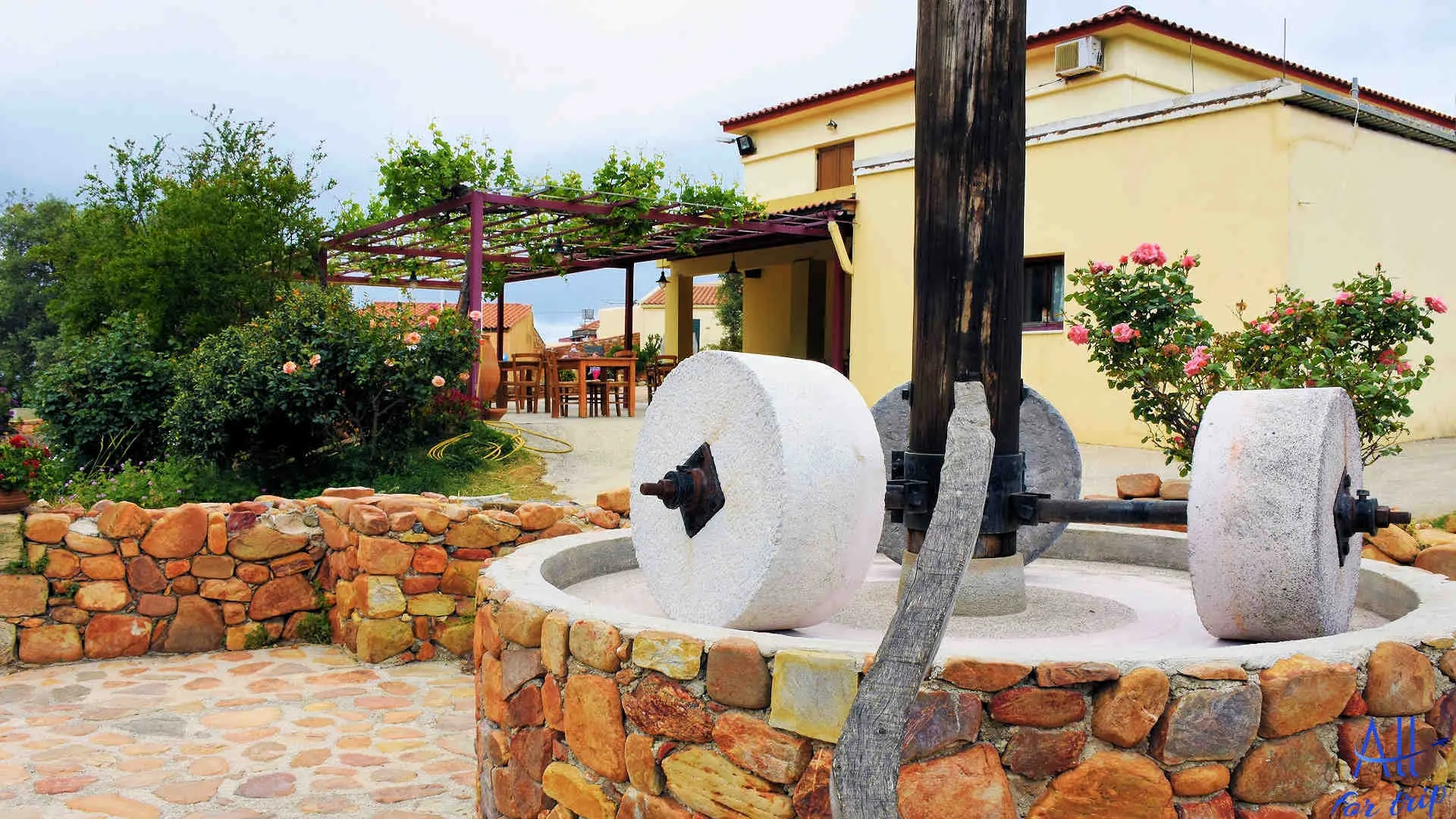 Ancient Olive Tree & Museum - photo 13