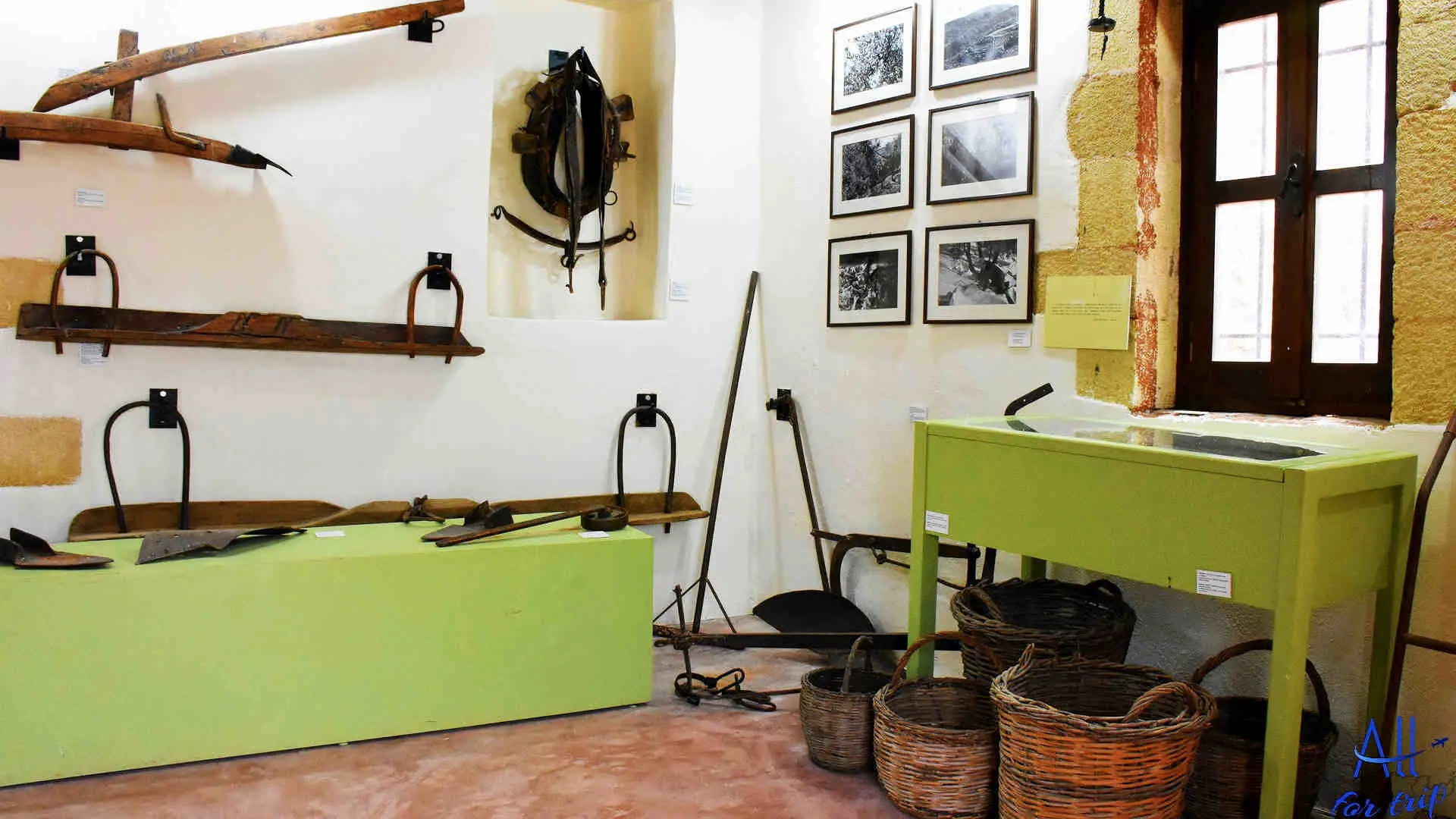 Ancient Olive Tree & Museum - photo 23