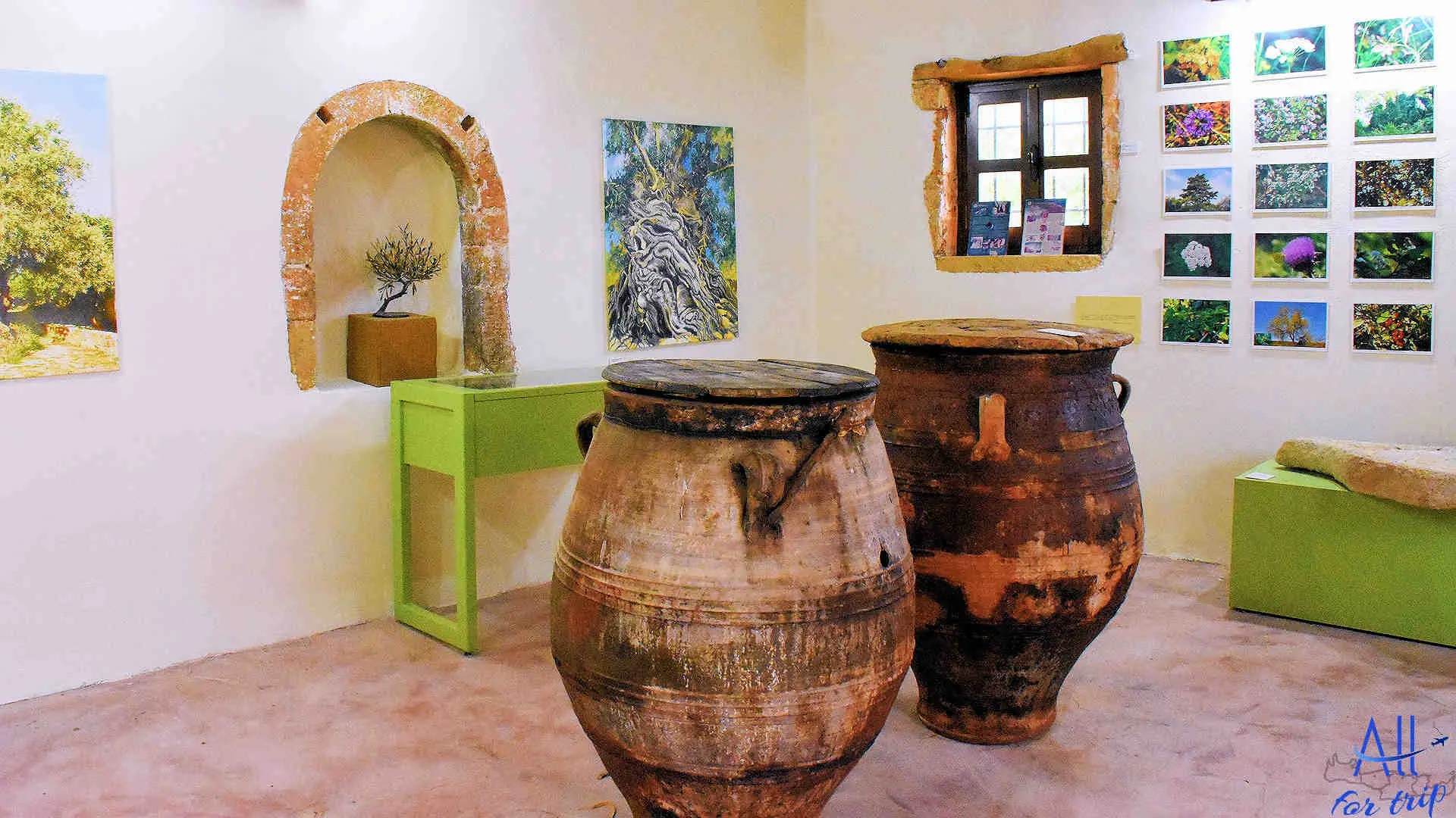 Ancient Olive Tree & Museum - photo 28