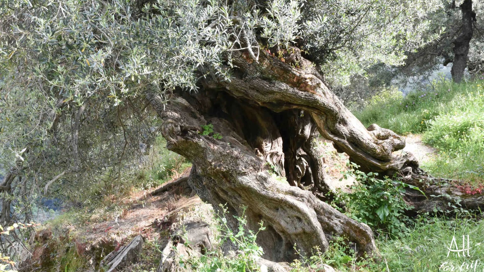 DOUNIAS 049