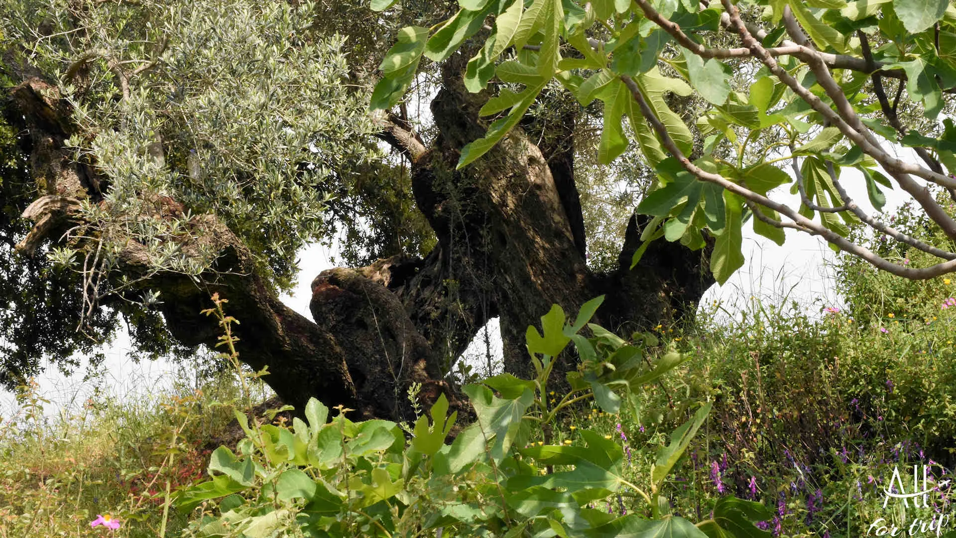 DOUNIAS 054