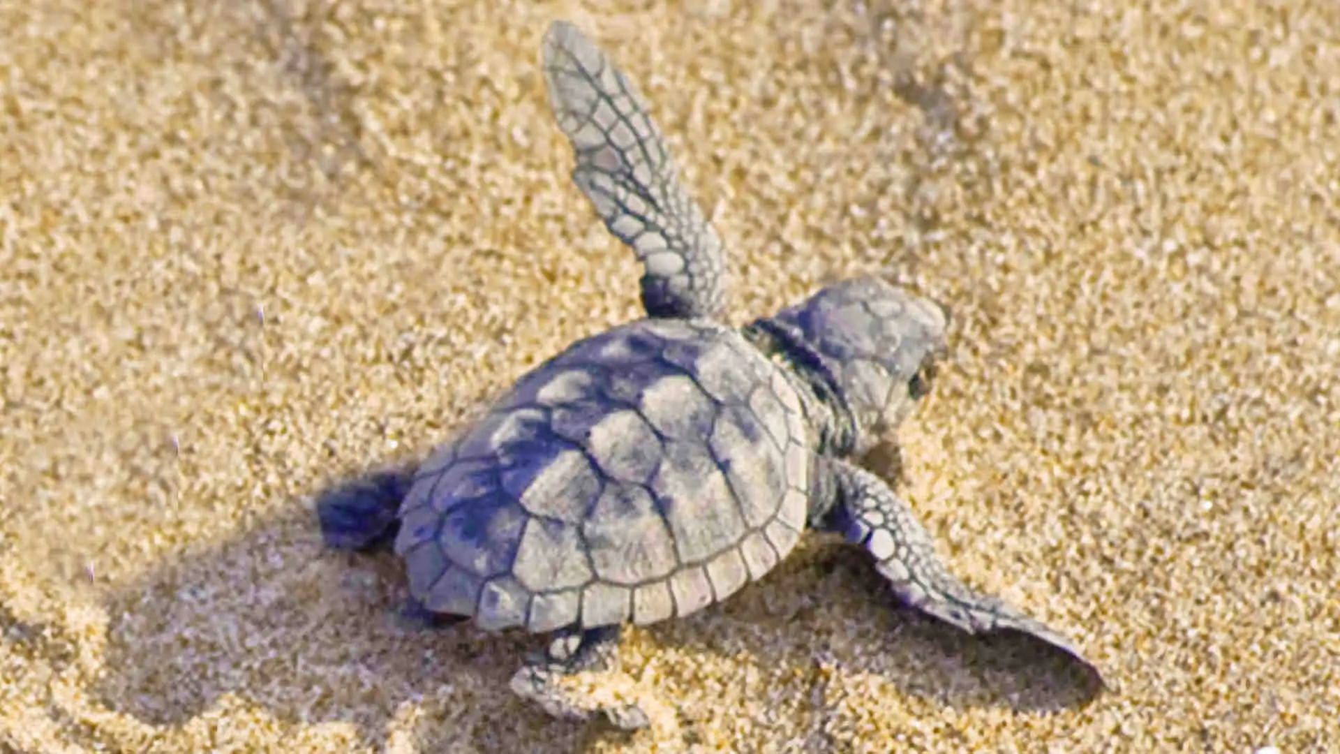 caretta-caretta_PerfectlyClear Flora and fauna - photo 13