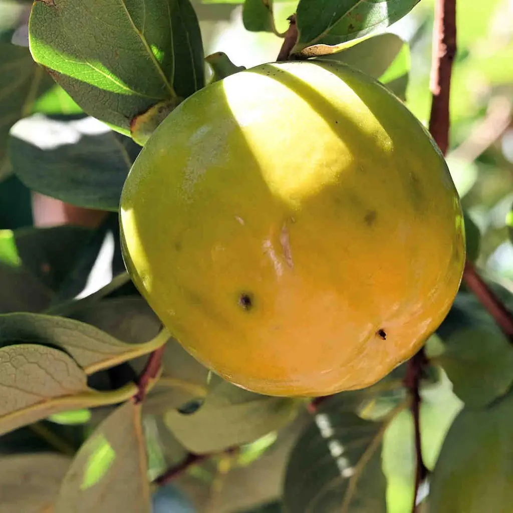 Botanical garden 029 Botanical Park & Gardens Of Crete - photo 25