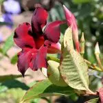 Botanical Park & Gardens Of Crete - photo 6