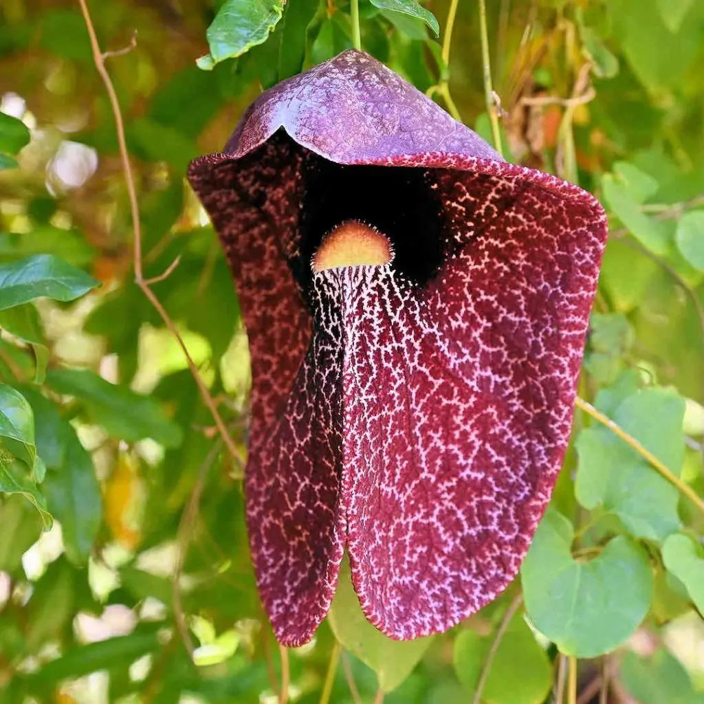 Botanical garden 069 - Brazilian Dutchman's pipe _PerfectlyClear Botanical Park & Gardens Of Crete - photo 53