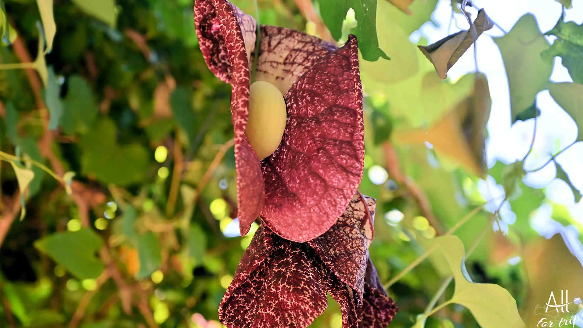 Botanical garden 070 - Brazilian Dutchman's pipe Botanical Park & Gardens Of Crete - photo 75