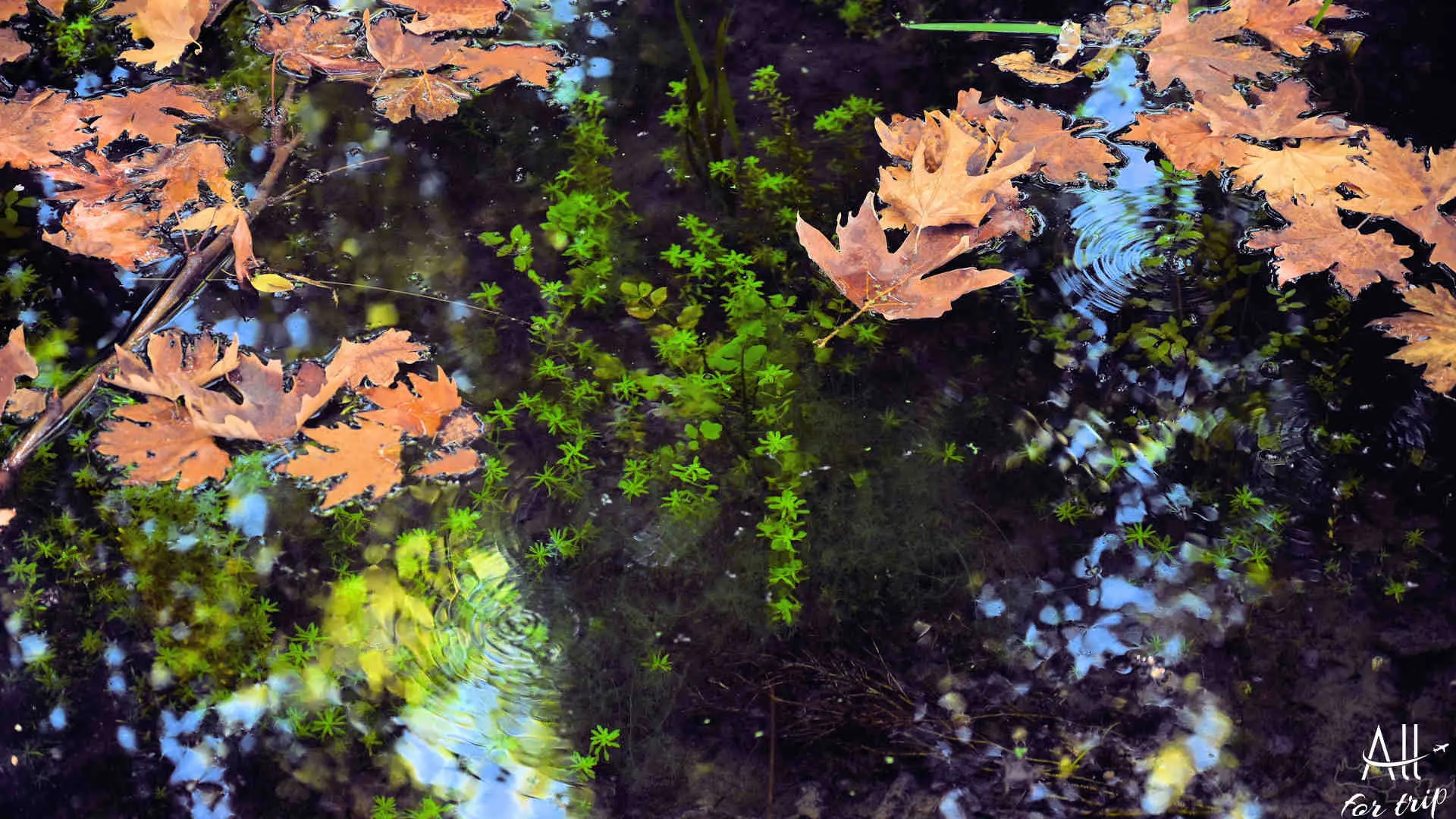 Lake Agia - photo 4