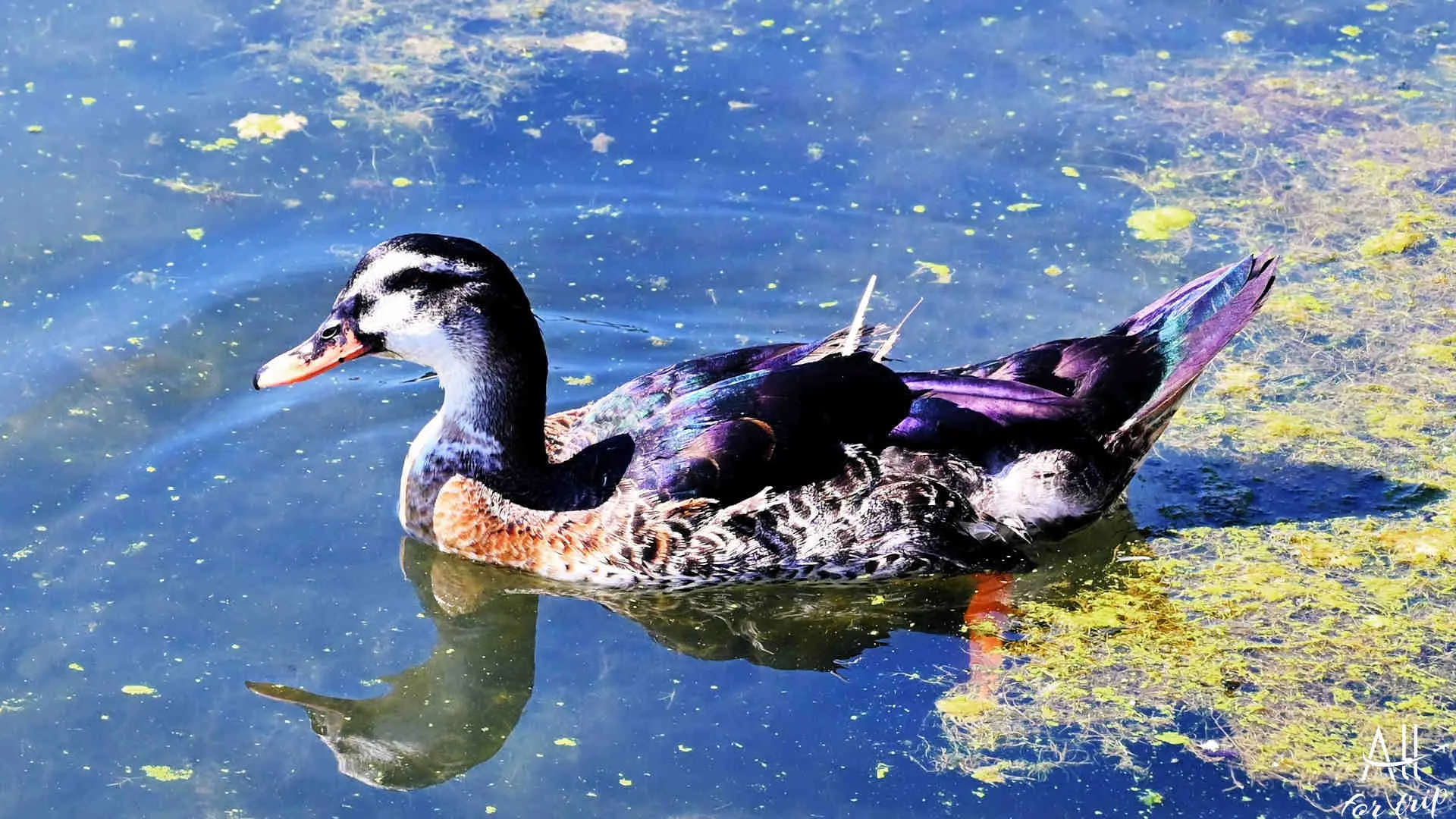 Lake Agia - photo 13