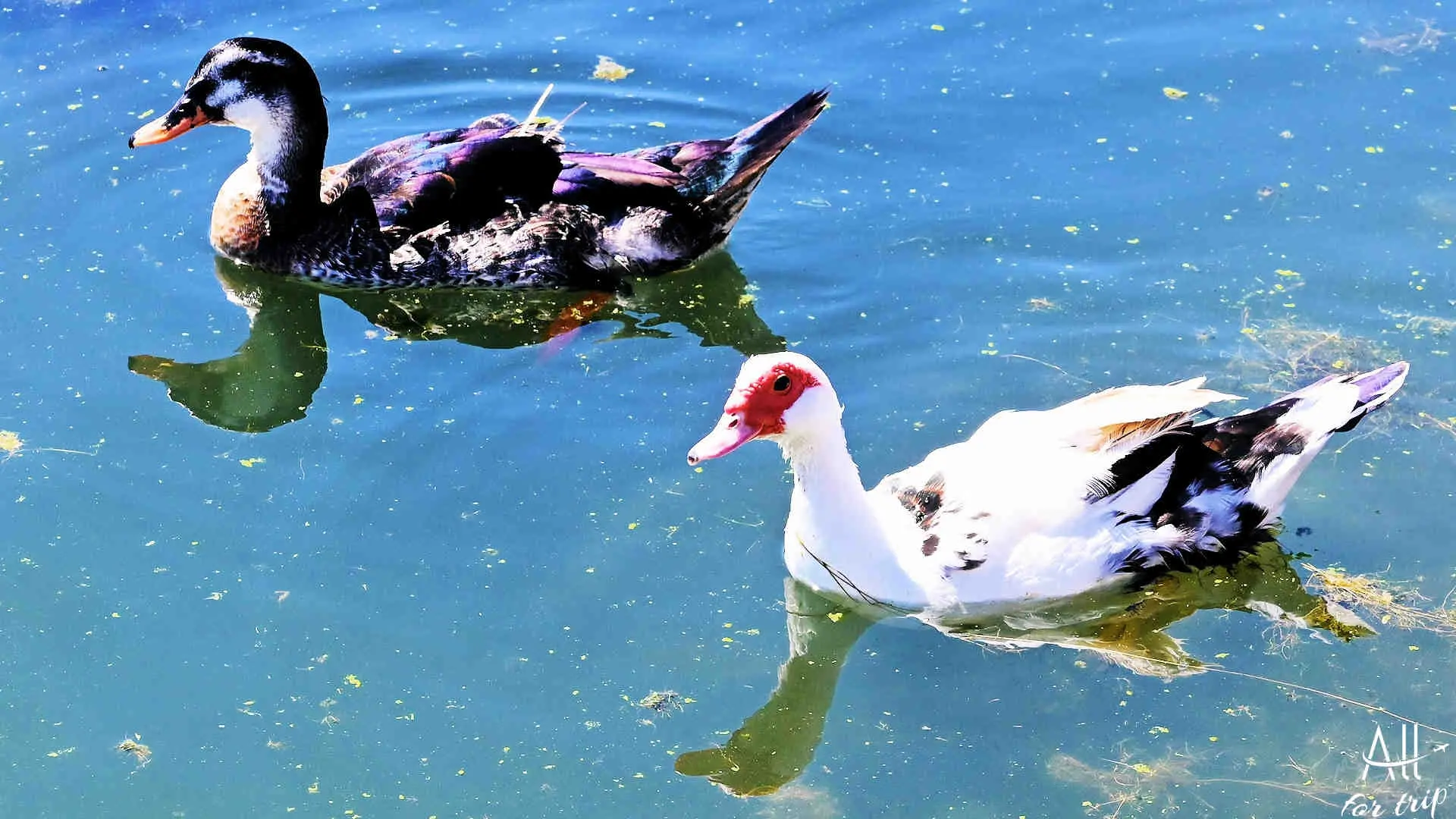 Lake Agia - photo 12