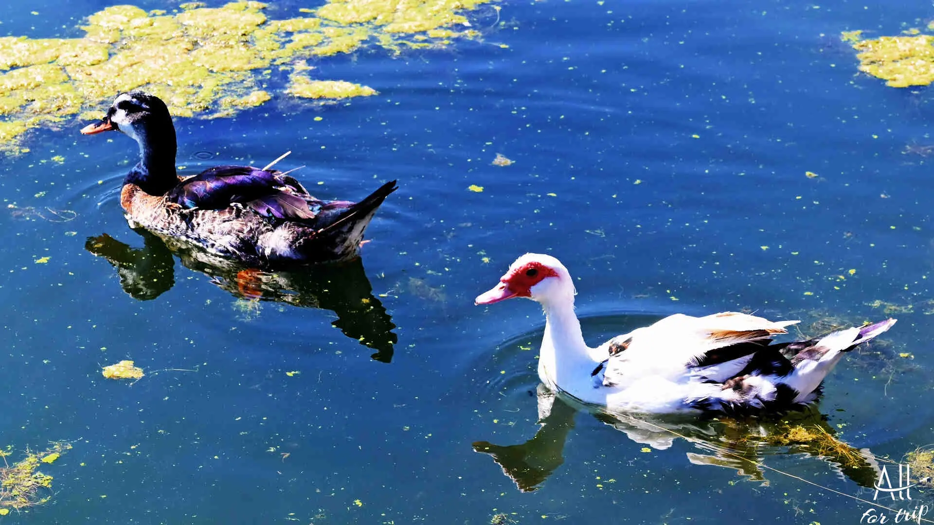 Lake Agia - photo 17