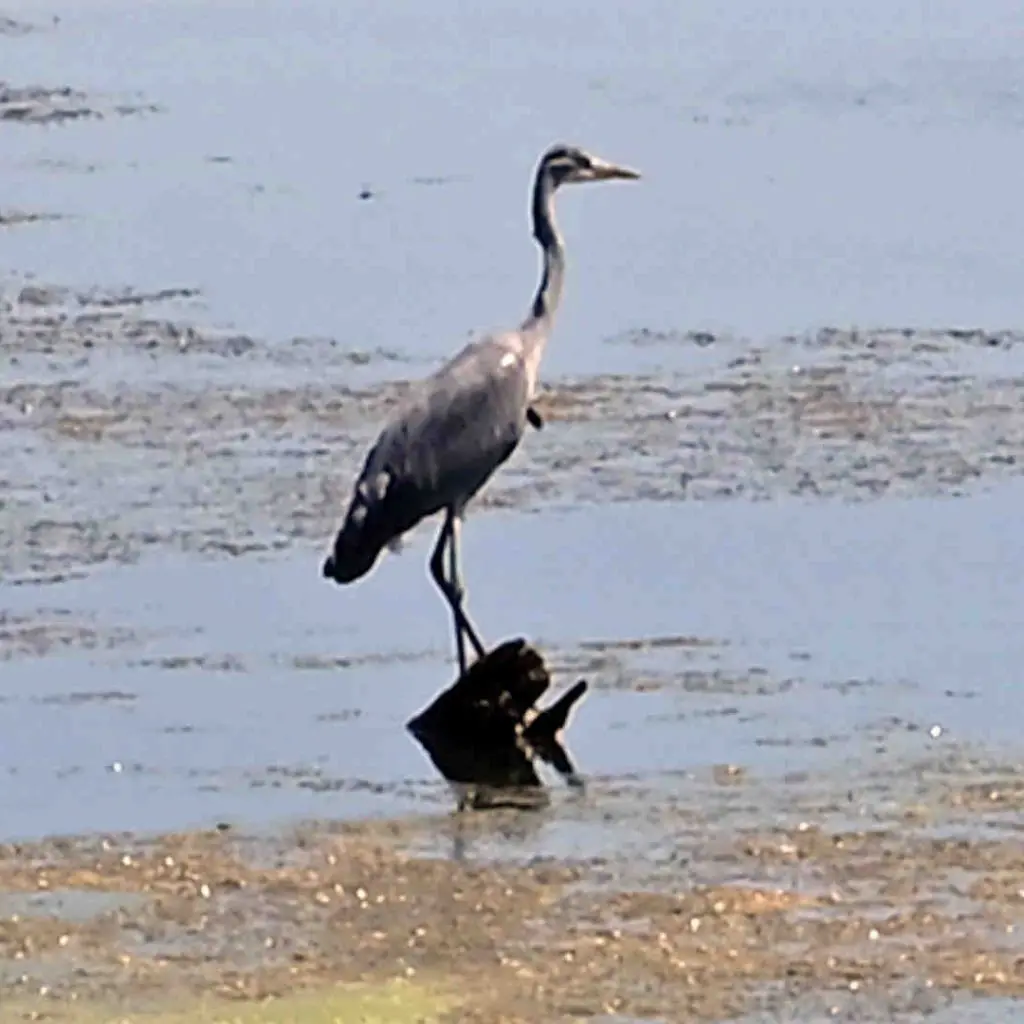 Lake Agia - photo 8
