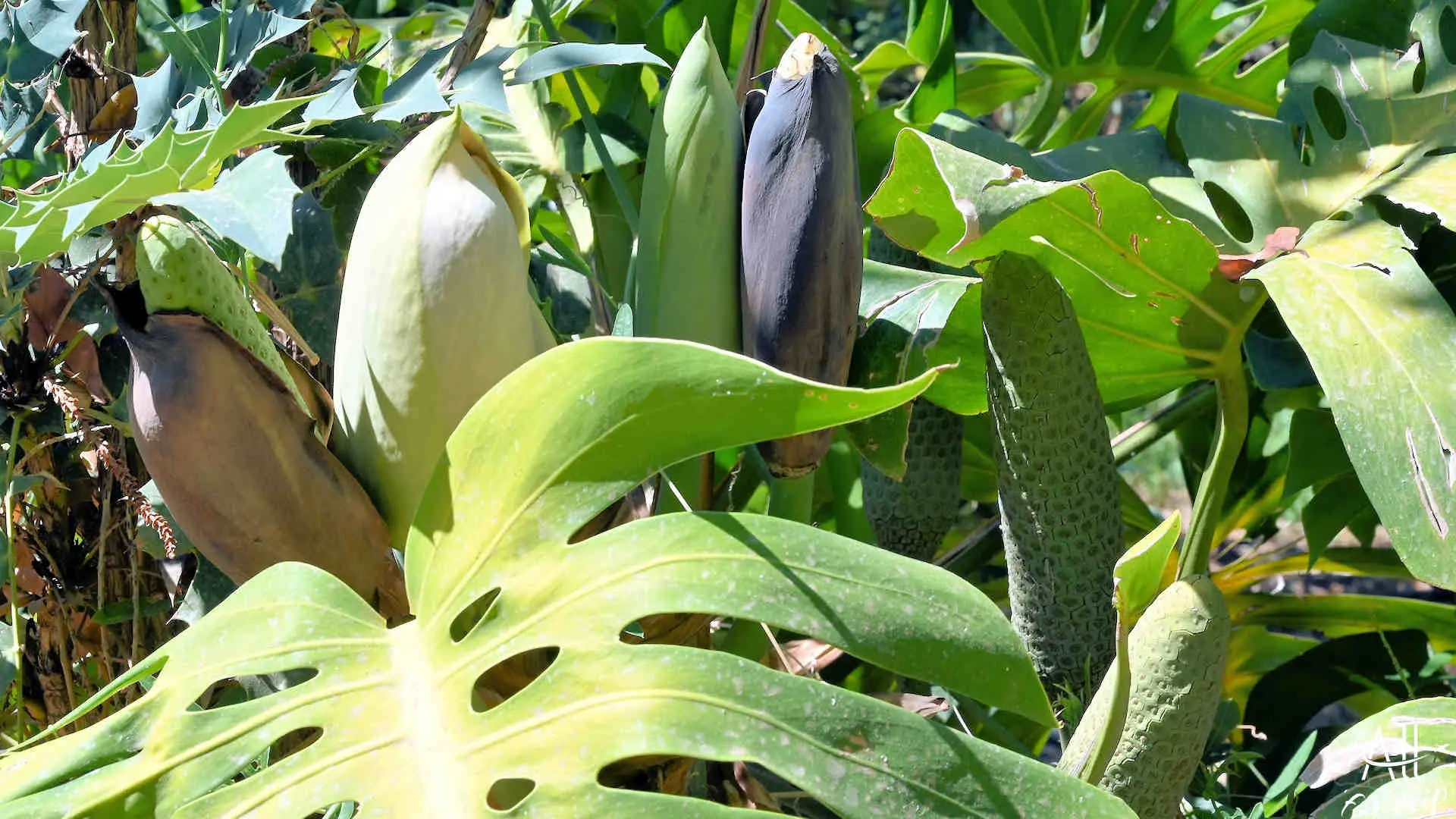 banana-pineapple 001_PerfectlyClear Botanical Park & Gardens Of Crete - photo 72