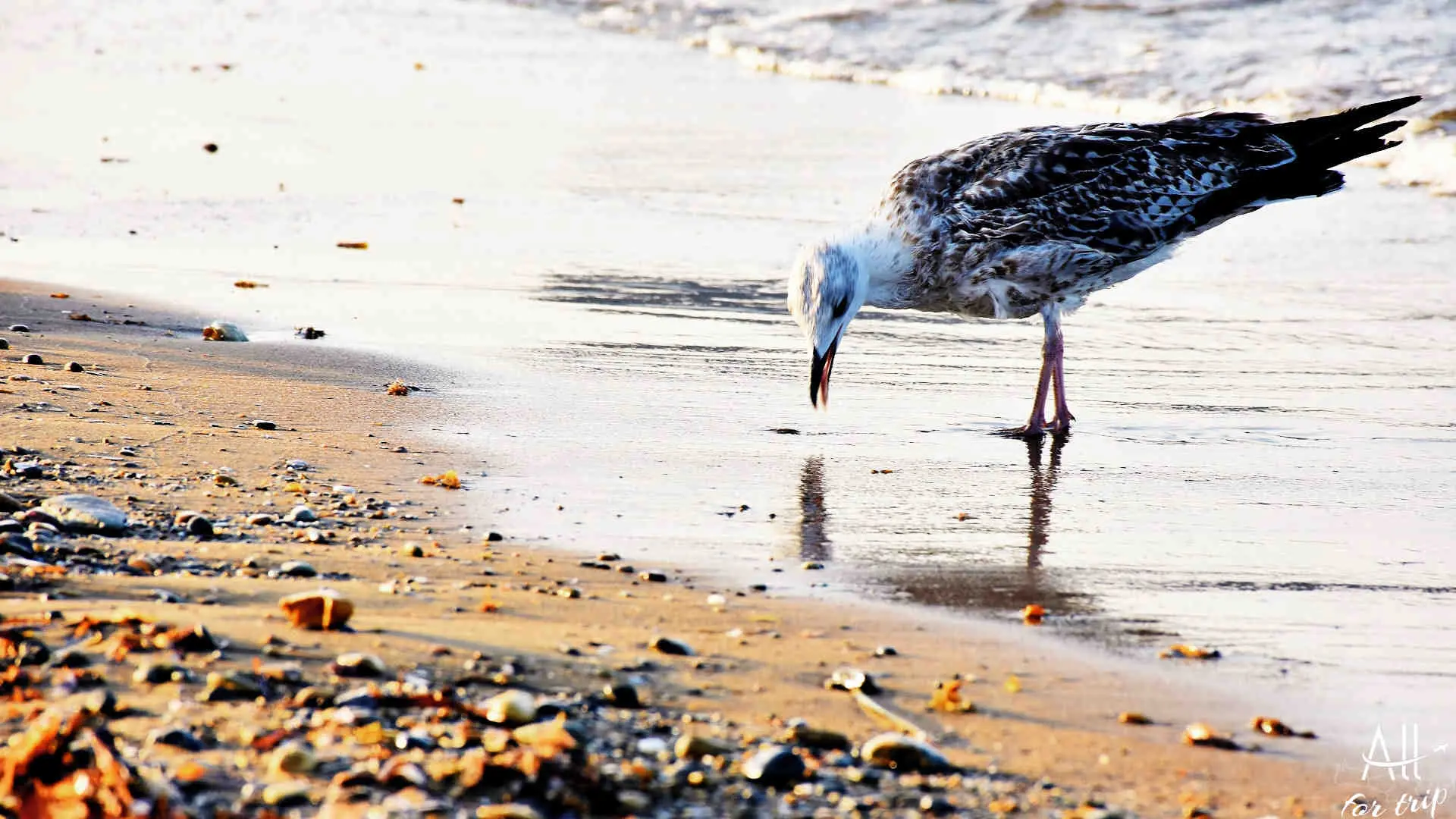 AGIA MARINA BEACH - photo 2