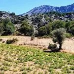 Omalos plateau - photo 36