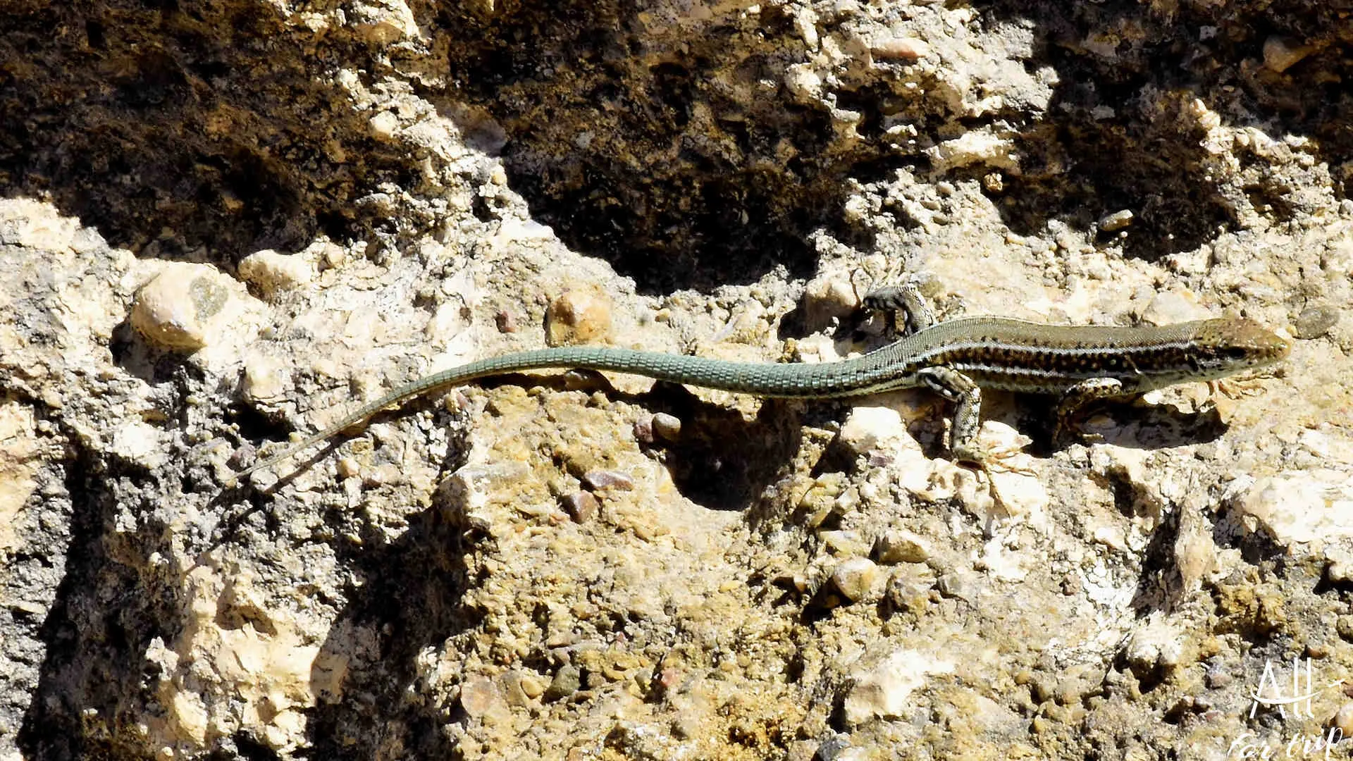 Polyrrhenia or Polirinia - photo 34