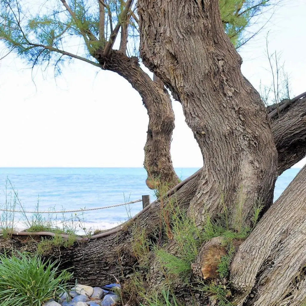 NOPIGIA BEACH - photo 6