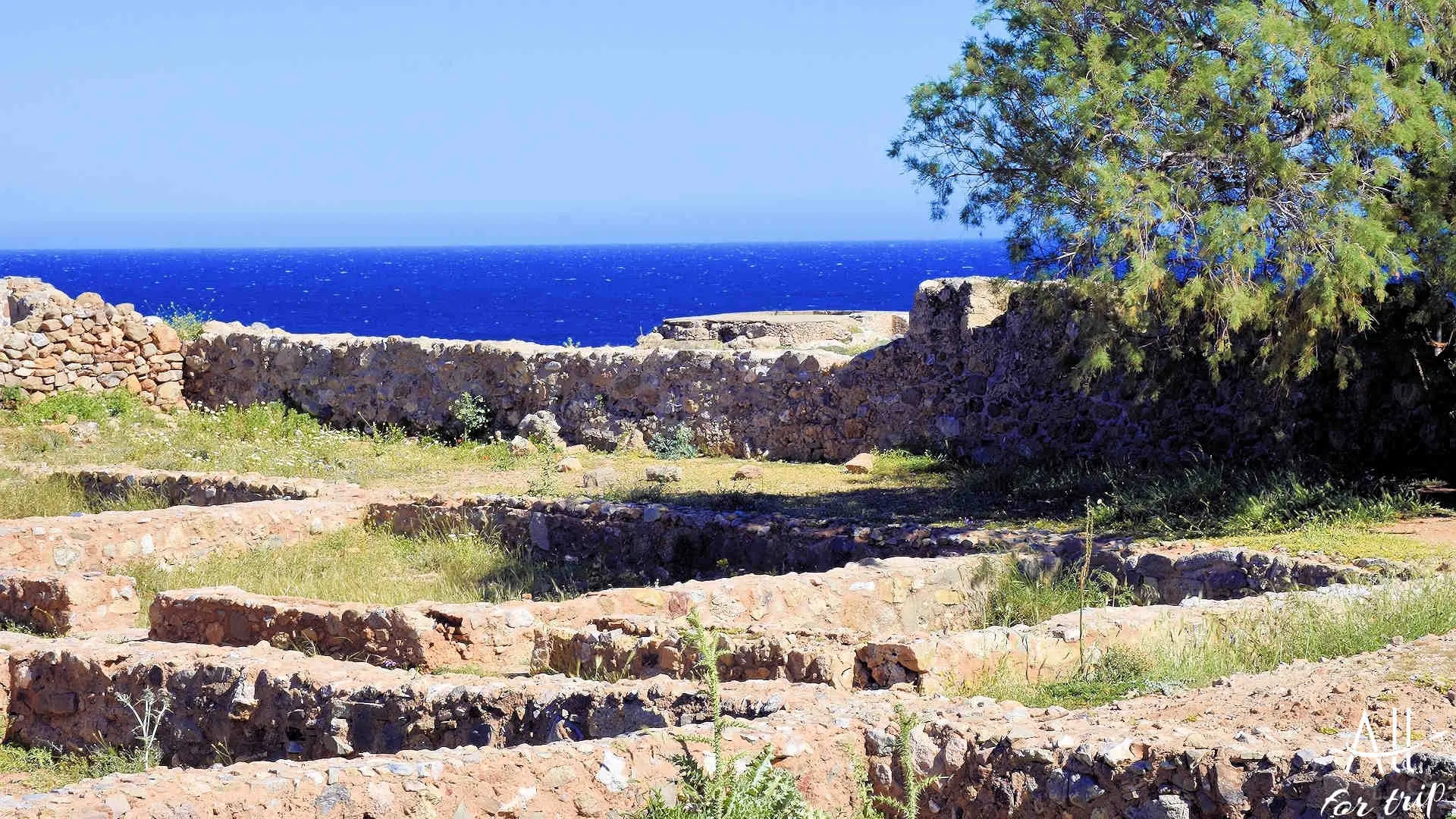 PALAIOCHORA - photo 16